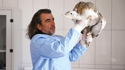 Uçmaktan bitkin düştü