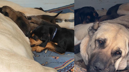 Belçika kurtları Sivaslıya emanet