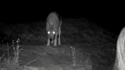 Aç kalınca köye indiler... Köylüler korkudan gece gündüz nöbet tutuyor