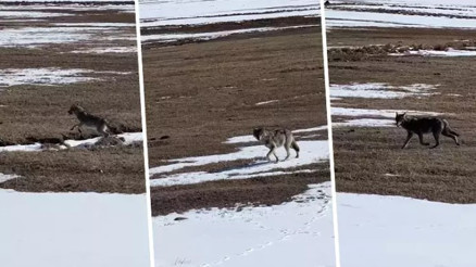 Karlı arazide tek başına ilerleyen kurt böyle görüntülendi Karlı arazide tek başına ilerleyen kurt böyle görüntülendi