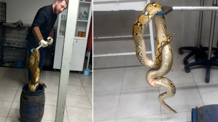 Kütahyada yolcu otobüsünde, karton kutuda piton ele geçirildi