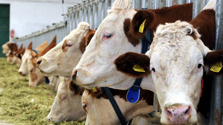 Avrupa’da şap alarmı