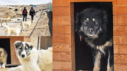 Van’daki doğal yaşam alanında yeni sahiplerini bekliyorlar