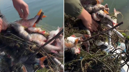 Sapanca Gölünde balık katliamı