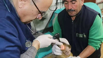 Sınırda ele geçirilen 2 maymun, Gaziantep Hayvanat Bahçesi’ne getirildi