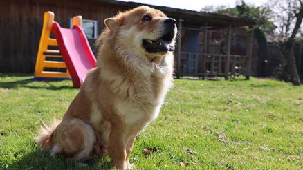 Almanya’da köpek vergileri 2025 yılında arttı