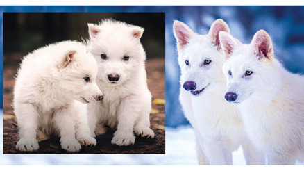 Soyu tükenen ulu kurtlar yeniden doğdu