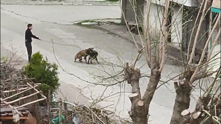 Tepki çeken görüntü Köpeğini, sokak köpeklerinin üzerine saldırttı
