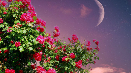 Hıdırellez Bayramı tarihleri 2025 || Hıdrellez nedir, ne zaman, bu yıl hangi güne denk geliyor Hıdrellez ritüelleri nedir, neler yapılır Hıdırellez Bayramı tarihleri 2025 || Hıdrellez nedir, ne zaman, bu yıl hangi güne denk geliyor Hıdrellez ritüelleri nedir, neler yapılır