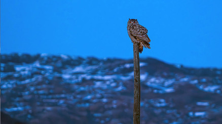 Avrupadaki en büyük tür Sivasta fotoğraflandı