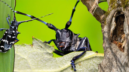 Bu böcek kırmızı bültenle aranıyor Bakanlık harekete geçti.. Önlem alınmazsa ciddi sonuçlar doğuracak