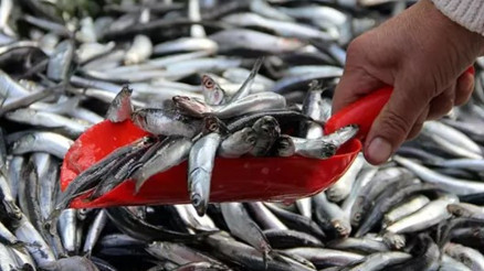 Balık avı yasağı ne zaman başlıyor 2025 balık av yasağı tarihi Balık avı yasağı ne zaman başlıyor 2025 balık av yasağı tarihi