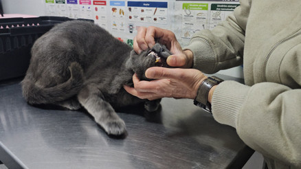Zonguldakta kediye altından diş yapıldı... Türkiyede ilk denebilir