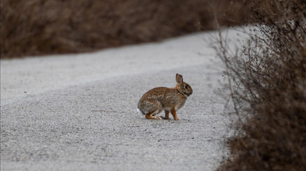 Japonyanın Tavşan Adasında tavşanları öldüren adama 1 yıl hapis cezası