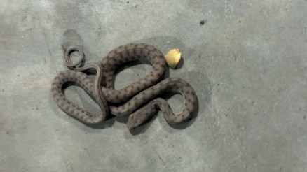 AVM otoparkında yılan paniği