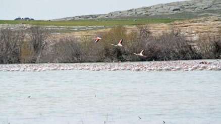 Tuz Gölü’nde flamingo şöleni