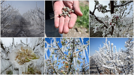 Zirai don olan iller hangileri, çiftçilerin karşılanacak mı Zirai don nedir, ne demek Bakan Yumaklıdan son dakika açıklama