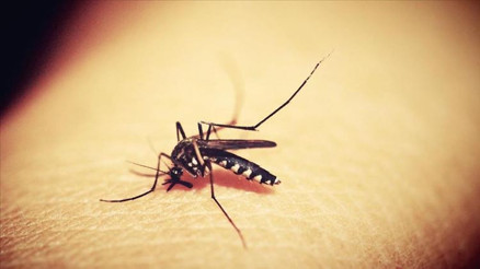 Güney Amerika ülkesinde sarıhumma alarmı: 34 ölüm kaydedildi