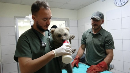 Farklı illerde ormanda bulundular, Bursadaki barınağa getirildiler Bulut ile Yağmur özel gıdalarla günde 6 öğün besleniyor