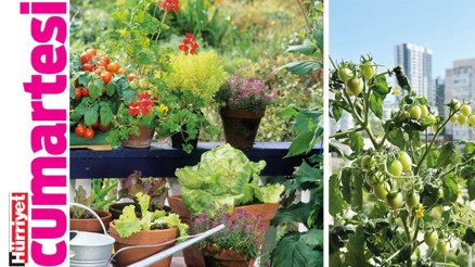 Şehirde ferahlık: Permakültür