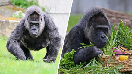 Dünyanın en yaşlı gorili 68 oldu... Fatouya özel doğum günü menüsü