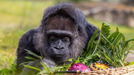 Dünyanın en yaşlı gorili yeni yaşına girdi