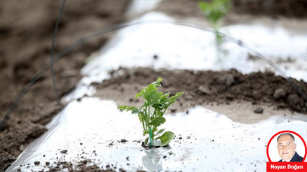 Üreticiyi zirai don vurdu tarım sigortası zararı nasıl karşılayacak