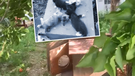 Bursada dehşete düşüren olay 8 yavru kedi vahşice öldürüldü