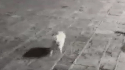 Kayıp köpeği Şekeri bulana 50 bin lira ödül verecek