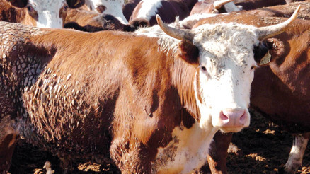 Kurbanda vekalet ücreti belli oldu