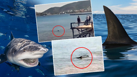 Önce Antalya şimdi de Muğla… Kıyılarda köpek balığı korkusu Türkiye’de hangi türler nerelerde bulunuyor | ‘Sahillerde köpek balığı görülmesi artık kaçınılmaz, çünkü…’