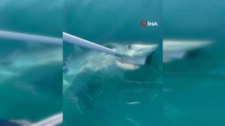 Antalyada yavru köpek balığı teknenin çapasına saldırdı O anlar kamerada