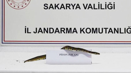 21 yaşındaki genç iş yerinde besliyordu: Jandarma tarafından ele geçirildi