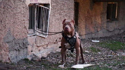 Bakırköyde ağızlıksız pitbullu diğer köpeklerin üzerine salan kişiye para cezası