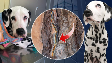 Zehirli tırtıl alarmı Önce köpeğine sonra kendisine bulaştı... ‘Ağzının içi asit dökülmüş gibi eriyordu’