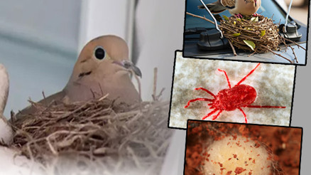 Kumru yuvalarındaki görünmez tehlike Nisan-Haziran aylarına dikkat | Asıl risk yuvadan uçtuklarında başlıyor Kumru yuvalarındaki görünmez tehlike Nisan-Haziran aylarına dikkat | Asıl risk yuvadan uçtuklarında başlıyor