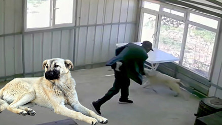 81 yaşındaki adamdan dehşete düşüren kötülük İşletmeci kamera görüntülerine bakınca gözlerine inanamadı