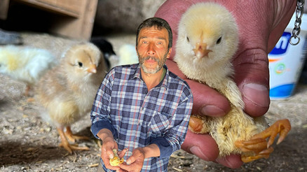 Çankırılı çiftçiye şok Yumurtadan çıkan civcivi görünce neye uğradığını şaşırdı