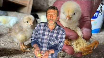 Çankırı’da yumurtadan çıkan civcivi gören çiftçi gözlerine inanamadı