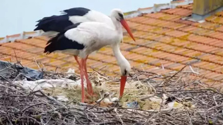 Yaren’in 2 yavrusu yumurtadan çıktı