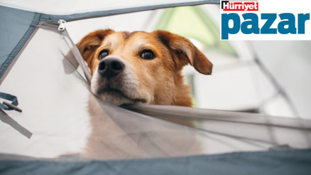 Patili dostlarımızın tahliyesi