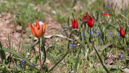 Manisa laleleri açtı, koparmanın cezası 557 bin TL