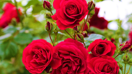 HIDIRELLEZ GÜL AĞACI RİTÜELİ YAPIMI: Hıdırellezde gül ağacına dilek nasıl dilenir, ne zaman, saat kaçta gömülür 2025 Gül ağacı yoksa ne yapılır Hıdırellez sabahı neler yapılır, dilekler yakılır mı, suya mı atılır