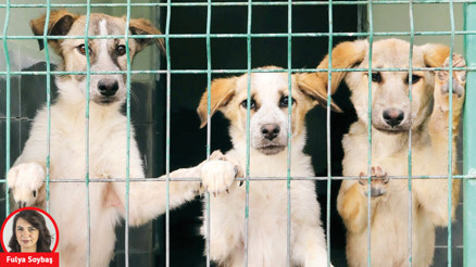 Hayvansevenler karara tepkili… AYM iptal başvurusunu reddetti