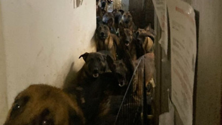 ABD’de tahliye edilen bir apartman dairesinde 48 köpek bulundu