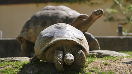 97 yaşında anne oldu, dünya rekoru kırdı Kritik dönüm noktası | Neden bu kadar önemli