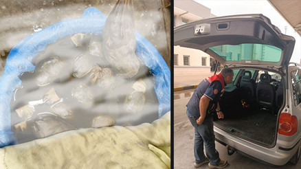 Kapıkulede kaçak yollarla yurda sokulmak istenen 8 bin adet sülük ele geçirildi