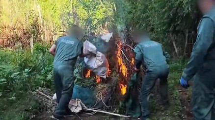 Diyarbakır’da 30 bin kök kenevir ele geçirildi