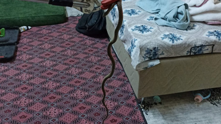 Eve giren yılan, itfaiye görevlilerince yakalandı