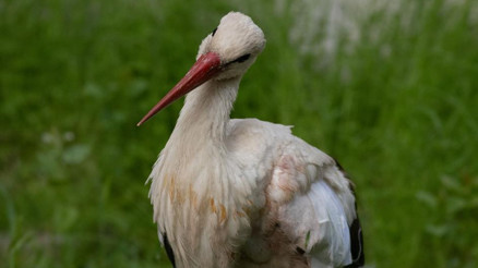 Leylek Leyla’nın umut yolculuğu Leylek Leyla’nın umut yolculuğu